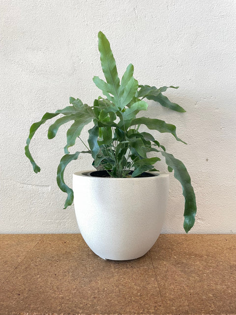 Ivory Bullet Pot 25x16 and Indoor Plant