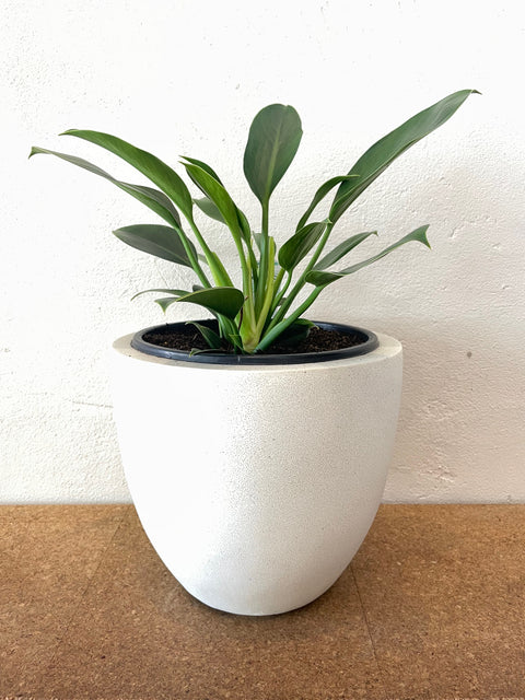 Ivory Bullet 32x30 Pot & Indoor Plant