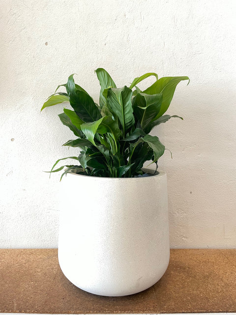Ivory Sack Pot & Indoor Plant