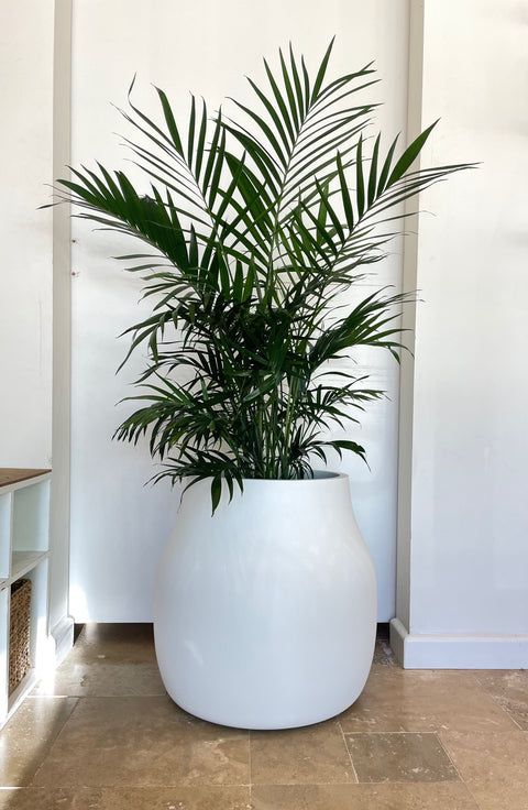 White Marine Grade Pot 55x55 & Indoor Plant