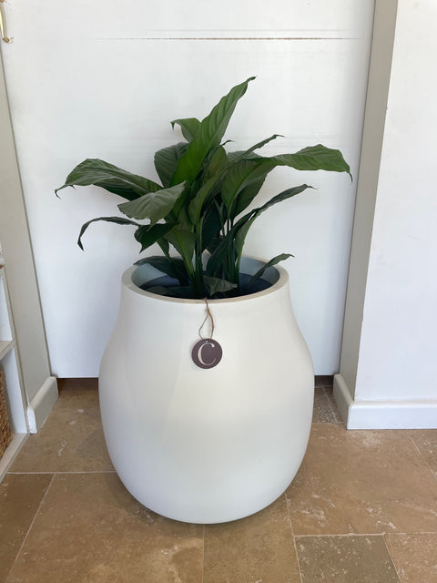 White Marine Grade Pot 55x55 and Indoor Plant