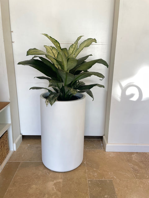 White Cylinder Pot 40x65 & Indoor Plant