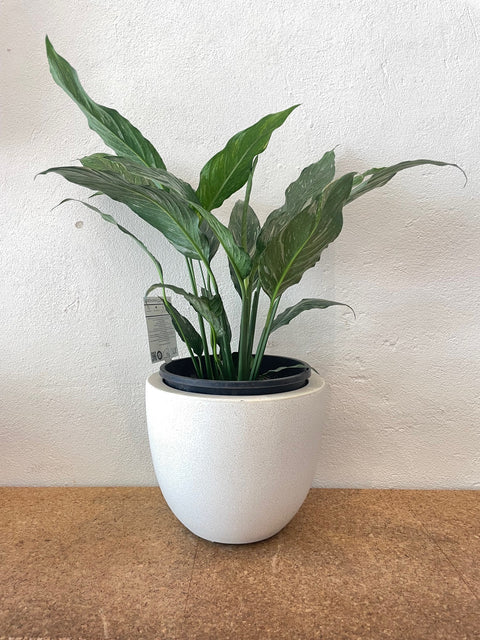 Ivory Bullet Pot 25x16 and Indoor Plant