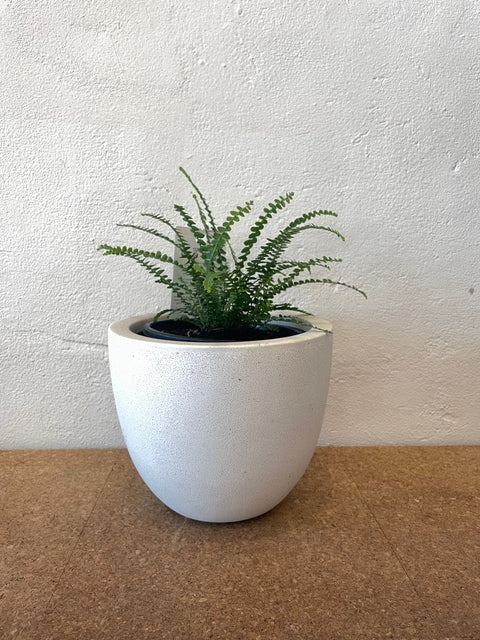 Ivory Bullet Pot 25x16 & Small Plant