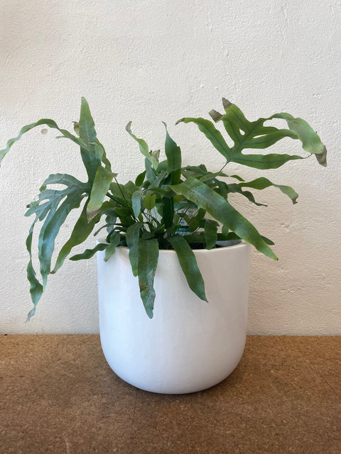 Small white pot and leafy plant set