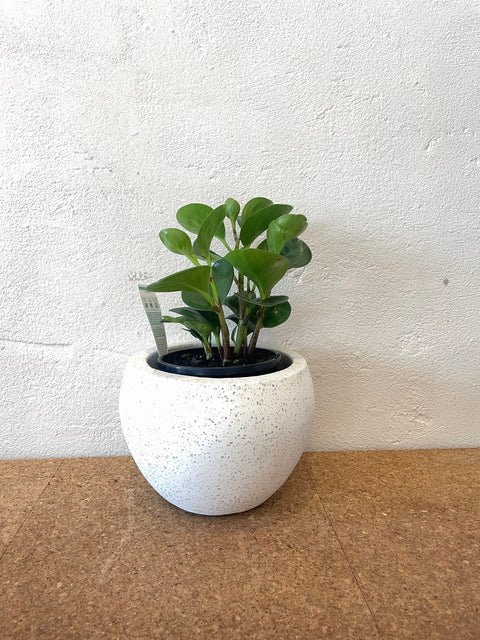 Small Pot & Plant Set